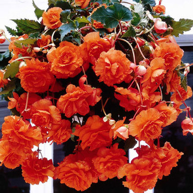 бегония double pendula Orange